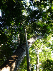 Ptychosperma elegans