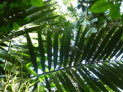 Ptychosperma elegans