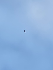 Haliaeetus albicilla