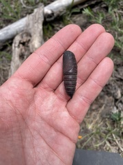 Pachysphinx occidentalis