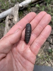 Pachysphinx occidentalis