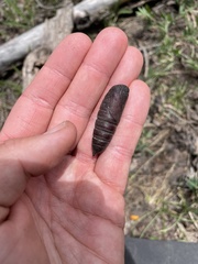 Pachysphinx occidentalis