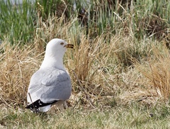 Larus delawarensis