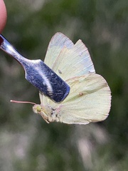 Colias philodice eriphyle