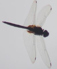 Tauriphila australis