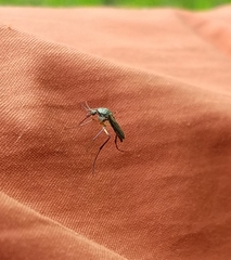 Psorophora cyanescens