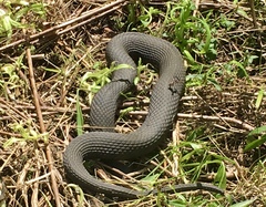 Nerodia sipedon sipedon