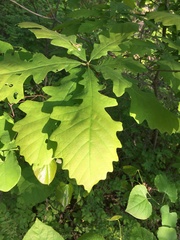 Quercus macrocarpa