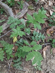 Hydrophyllum macrophyllum