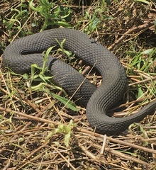 Nerodia sipedon sipedon