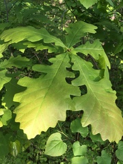 Quercus macrocarpa