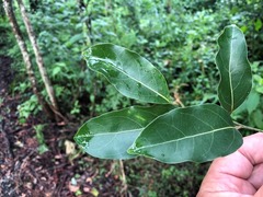 Cryptocarya erythroxylon