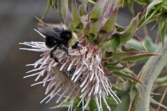 Bombus californicus