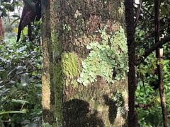 Cryptocarya erythroxylon