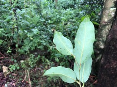 Cryptocarya erythroxylon