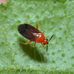 Rhinocapsus rubricans