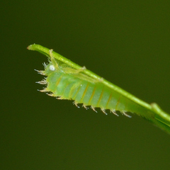 Stictocephala militaris