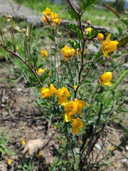 Chamaecrista greggii