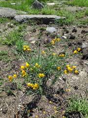 Chamaecrista greggii