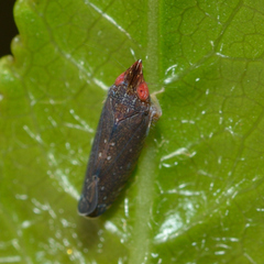 Scaphytopius rubellus