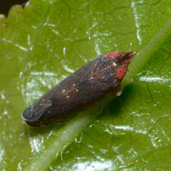 Scaphytopius rubellus