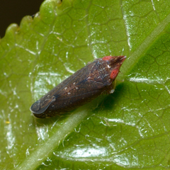 Scaphytopius rubellus