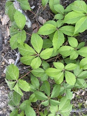 Parthenocissus quinquefolia