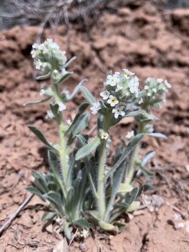 Baker's cryptantha (Cryptantha bakeri)