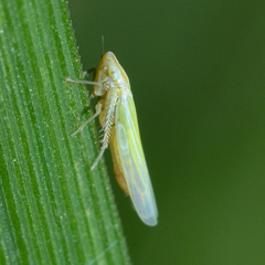 Dikraneura angustata