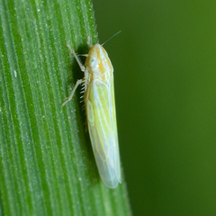Dikraneura angustata