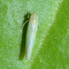 Dikraneura angustata