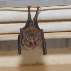 Macrotus waterhousii