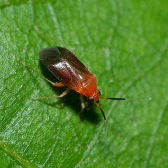 Rhinocapsus rubricans