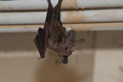 Macrotus waterhousii