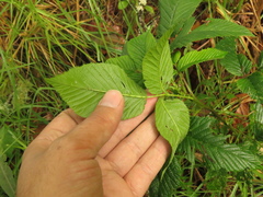 Rubus megalococcus