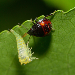 Stictocephala militaris