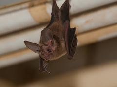 Macrotus waterhousii