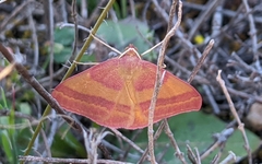 Rhodostrophia pudorata