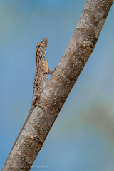 Anolis unilobatus