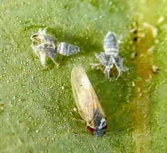 Ctenarytaina eucalypti