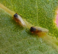 Ctenarytaina eucalypti