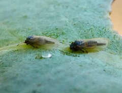 Ctenarytaina eucalypti