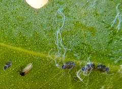 Ctenarytaina eucalypti