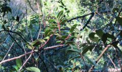 Metrosideros albiflora