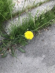 Taraxacum officinale
