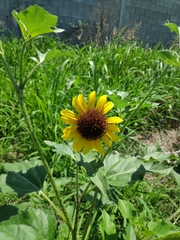 Helianthus