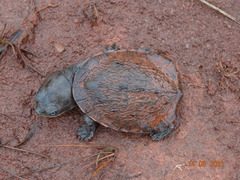 Mesoclemmys tuberculata