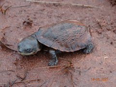 Mesoclemmys tuberculata