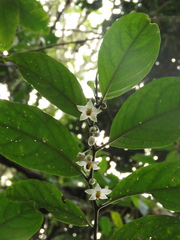 Solanum cornifolium