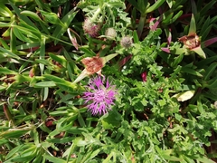 Centaurea polyacantha